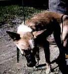 Man Charged in Dog`s Death